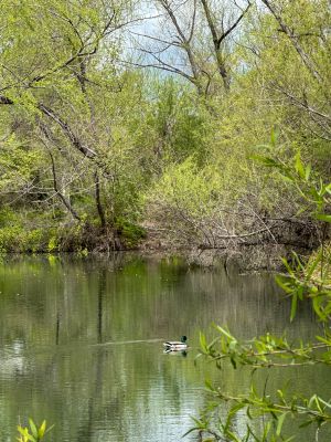 Chino Creek Wetlands Highlight
